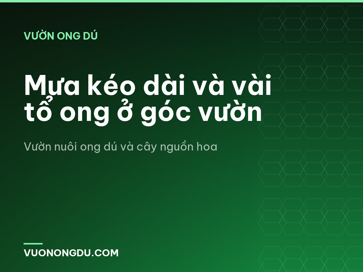 Mưa kéo dài và vài tổ ong ở góc vườn