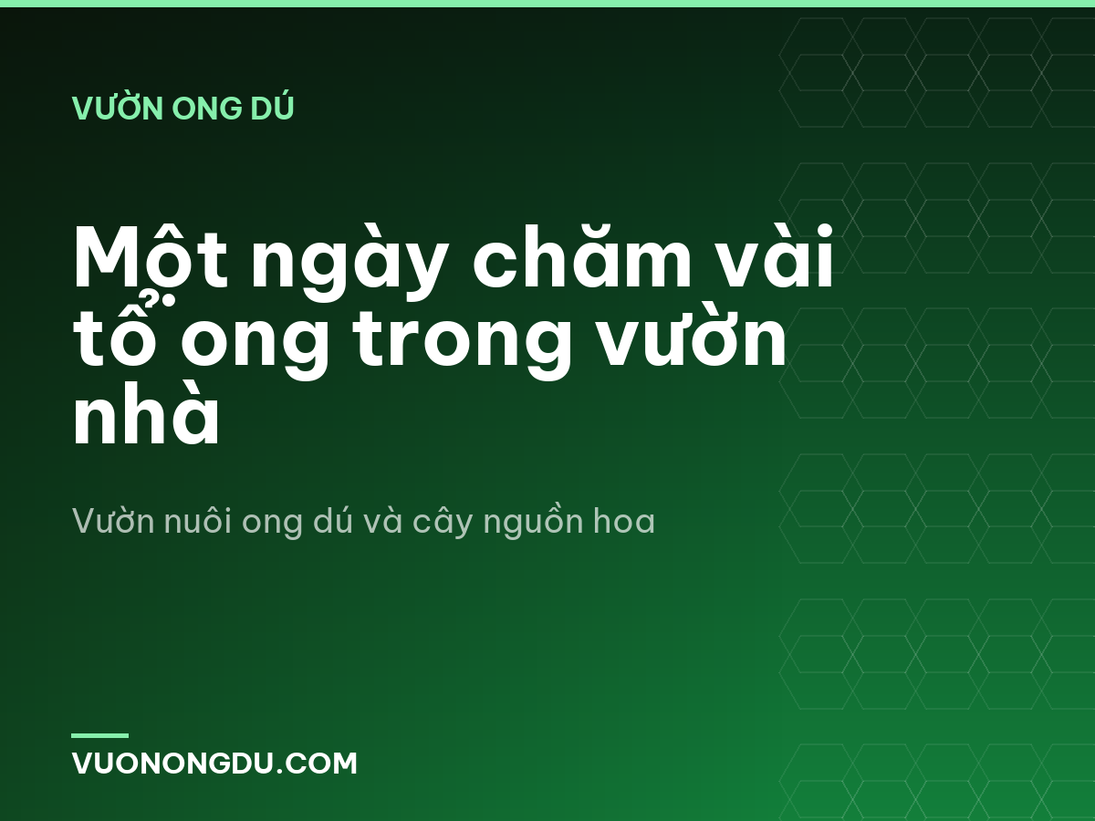 Một ngày chăm vài tổ ong trong vườn nhà