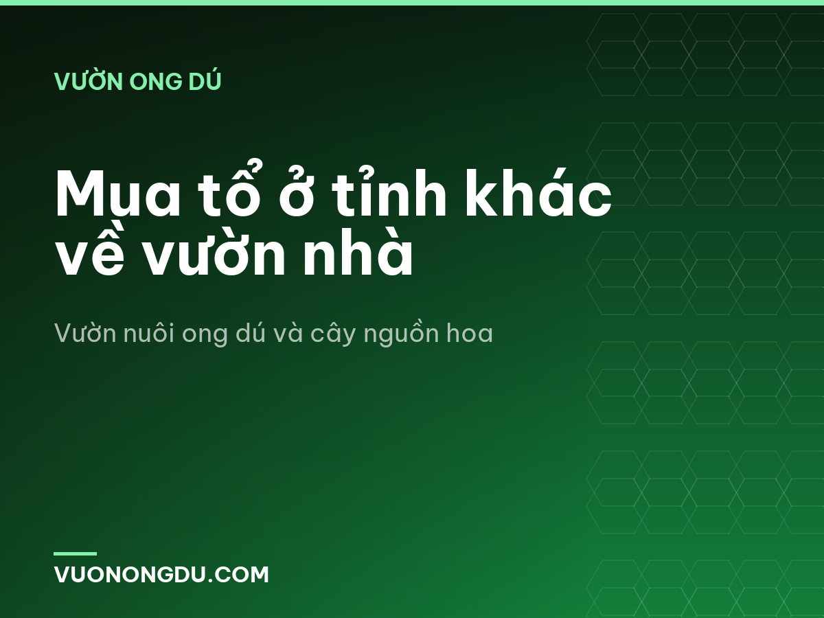 Mua tổ ở tỉnh khác về vườn nhà