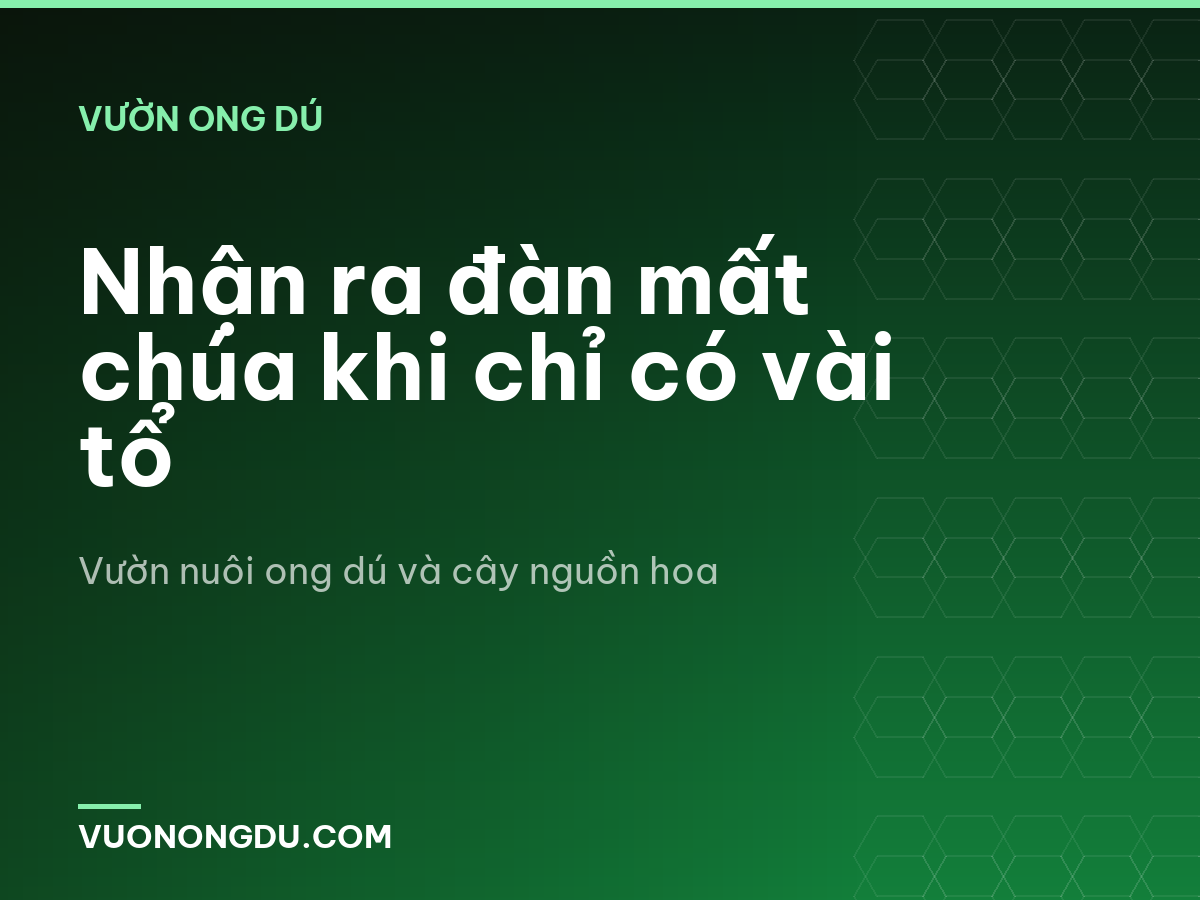 Nhận ra đàn mất chúa khi chỉ có vài tổ