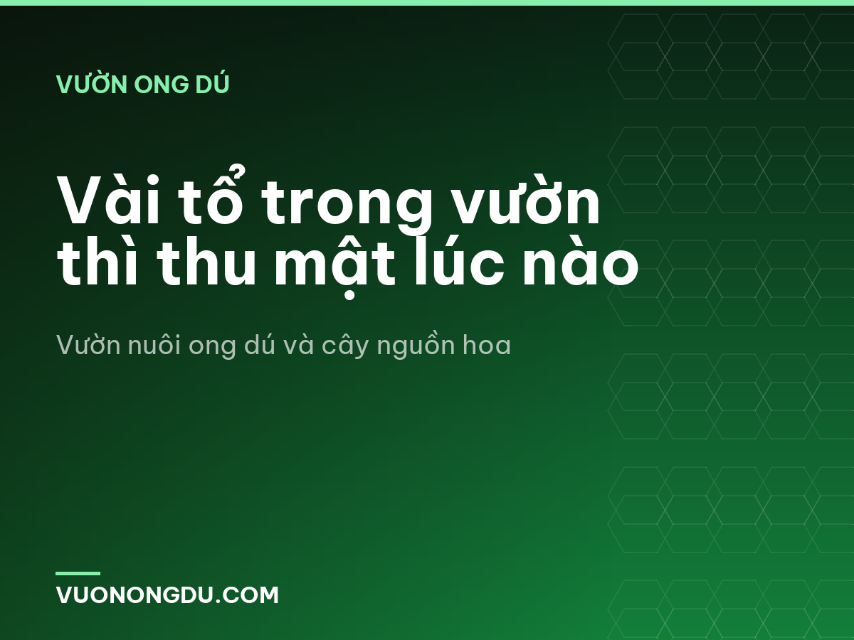 Vài tổ trong vườn thì thu mật lúc nào